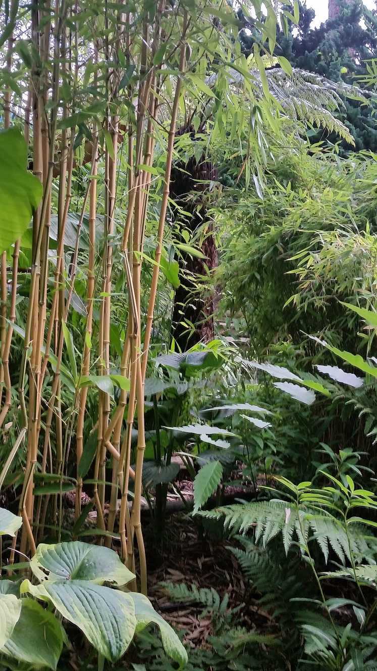 Tall Narrow Bamboo pic for Media Page